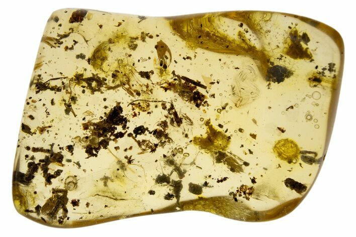 Polished Colombian Copal ( g) - Contains Flies! #304161